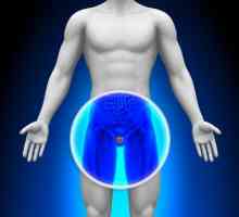 Простатната жлеза - какво е това? Функции на простатата