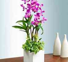 Красива орхидея дендробиум. Грижа за дома