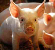 Премикси за прасета - основата за здравословен растеж и развитие на розов пластир