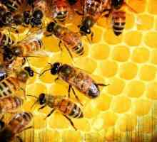 Препарати за пчели: сортове, указания за употреба, прегледи на пчеларите