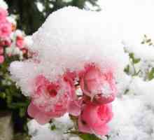 На каква температура да покрие рози за зимата: съвети и трикове