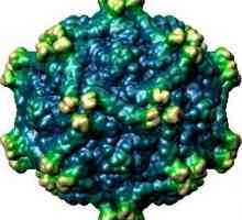 Причини за ентеровирусен менингит, как могат да се заразят