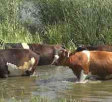 Причини за появата и лечението на брадавици в крава на вимето