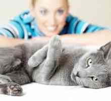 Причините за диария при котки. Методи на лечение