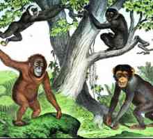 Приматите - какво семейство? Редът на приматите и тяхното развитие