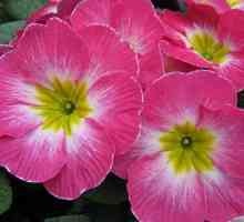 Primrose иглика: описание, растящо от семената у дома