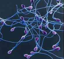 "Принципът на сперматозоидите": очарователна психология