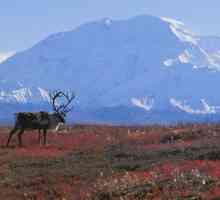 Природните зони на Западен Сибир и техните характеристики
