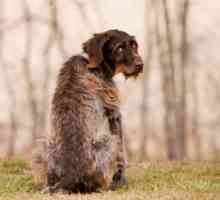 Епилептични припадъци при кучета: причини, симптоми, диагноза