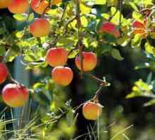 Инокулиране на ябълкови дървета през август с дръжка и други средства
