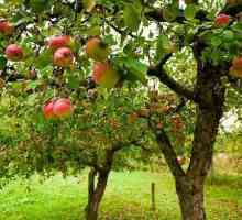 Ваксиниране на ябълка през пролетта: инструкции за начинаещи