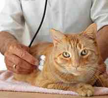 Ваксиниране срещу бяс при котки - грижа за другите
