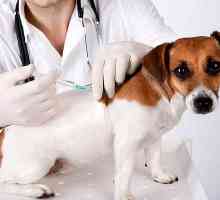 Ваксинации за кученца до една година. Схема за правилна ваксинация на кученце от най-опасните…