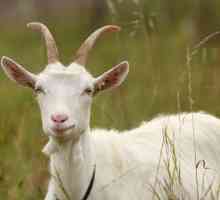 Знаци на лов в коза: описание, продължителност и интересни факти