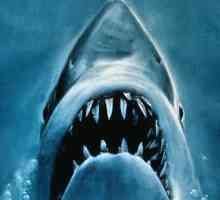За акулите: списък с филми, жанрове, рецензии и рецензии