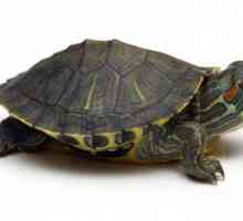 Продължителността на живота на костенурките. Възраст на костенурките. Размерите на костенурките