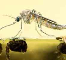 Комар за цял живот - интересни подробности