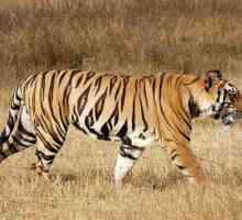 Очаквана продължителност на живота на тигри в природата. Средна продължителност на живота на тигър