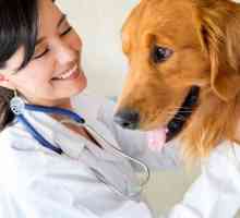 Професия "Ветеринарен асистент": описание на длъжността