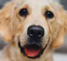 Предотвратяване на фатални заболявания при кучета: ваксината "Eurican". Указания за…