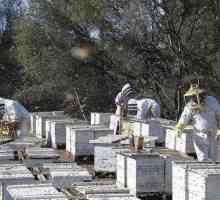 Промишлено пчеларство - какво е необходимо? Стоки за пчеларство. Пчеларски курсове