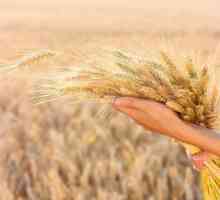 Напоена пшеница: полза и вреда, употреба, как да покълнат къщата, състав