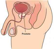 Простатата е ... Масаж на простатата: полза