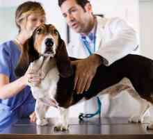 Простатит при кучета: възможни причини, симптоми и характеристики на лечението