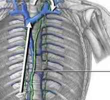 Торначният лимфен канал: анатомия. Лимфна система. Лимфни съдове
