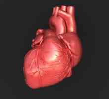 Проводна система на сърцето: структура, функции и анатомични и физиологични характеристики