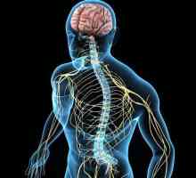 Кондуктивна и рефлексна функция на гръбначния мозък