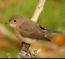 Bird the Little Flycatcher: описание, разпространение, хранене и интересни факти