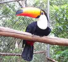 Bird tukan: местообитание, снимка и описание