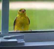 Птицата полетя ли в къщата - знак или празно суеверие?