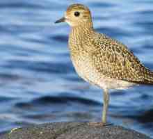 Bird golden plover: описание и снимка