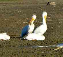 Птици на Кубан: снимка и описание