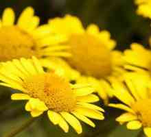 Багрило Пубавка: описание, характеристики и лечебни свойства на растението