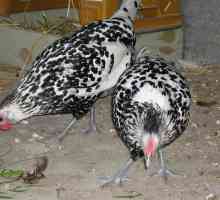 Пушкин пиле: снимка, описание на породата, ревюта