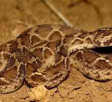 Пустинна змия ef: описание, местообитание и опасност за хората