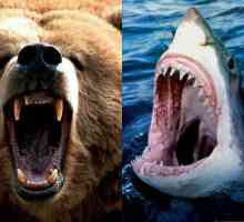 Работете за анализатора: кой е по-силен - акула или мечка