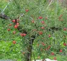 Работете върху парцела: как да засадите ябълково дърво през пролетта