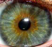 Ирис на окото: цвят, петна, болести