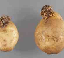 Рак на картофи: патоген, начини на разпространение, начини за борба