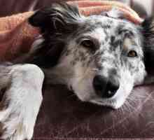 Рак при кучета: симптоми и лечение