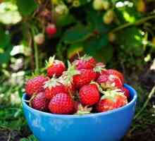 Растения от ягоди: правилата за отглеждането й