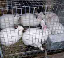 Разширеното възпроизвеждане на зайци е ключът към успешното развитие на зайчетата ферма