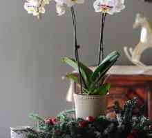 Кажете ви как да засадите орхидея у дома. Разделяне на коренища, резници и вкореняване на въздушни…