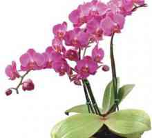 Помислете как орхидеята се умножава у дома