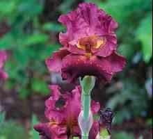 Iris растение: характеристика и описание. Популярни сортове