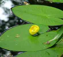 Жълто растение яйце: снимка, описание, къде расте